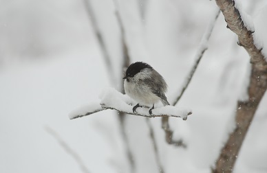 野鳥