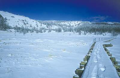 冬の池の平湿原