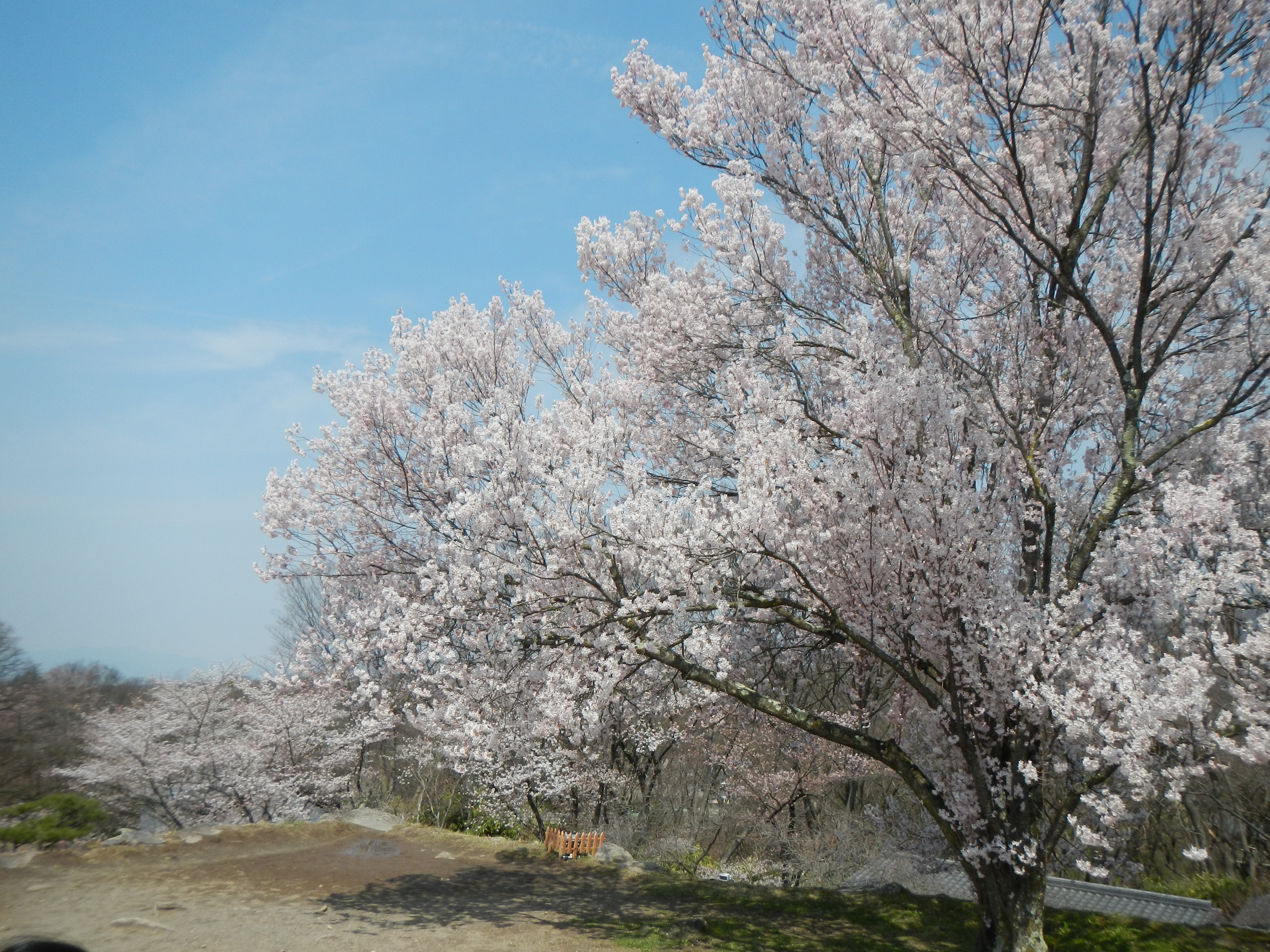 湯ノ丸除雪　懐古苑桜 030