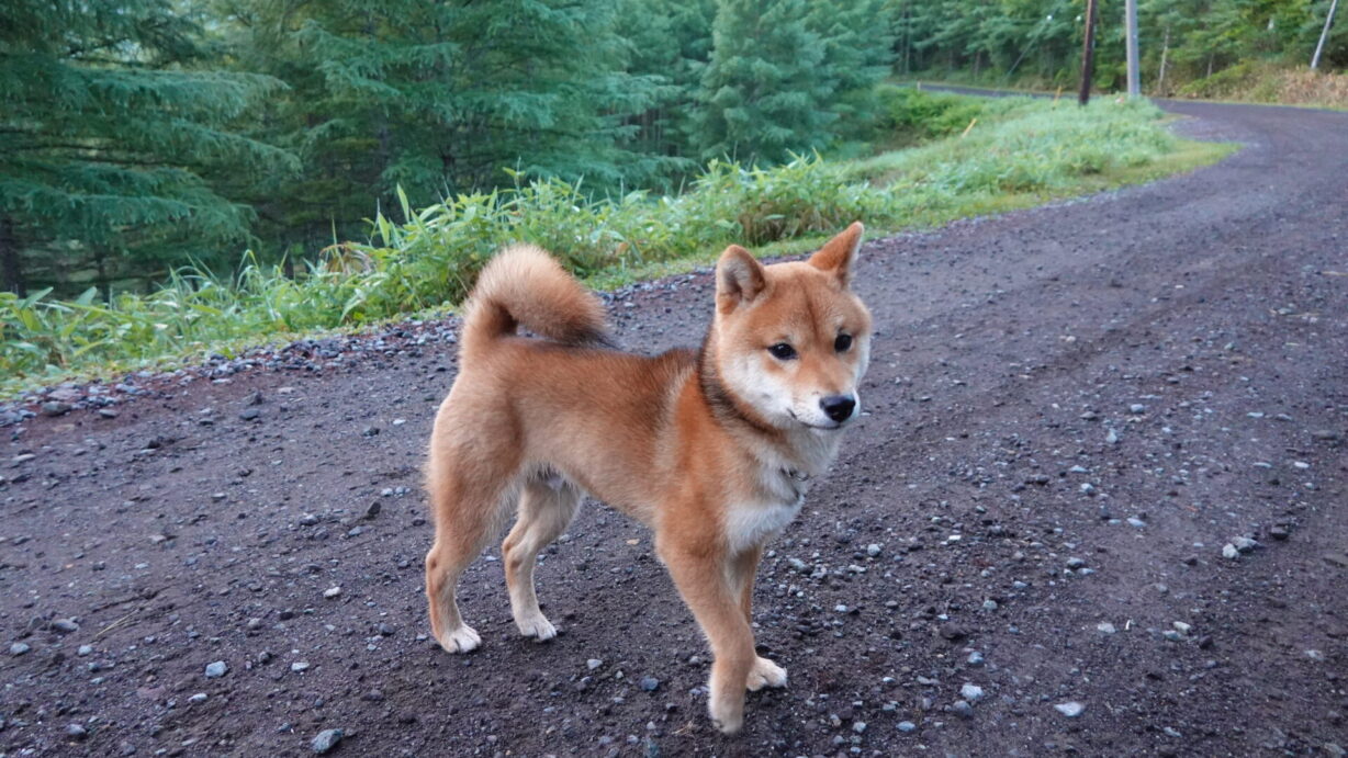 ランプの宿　高峰温泉　こむぎ