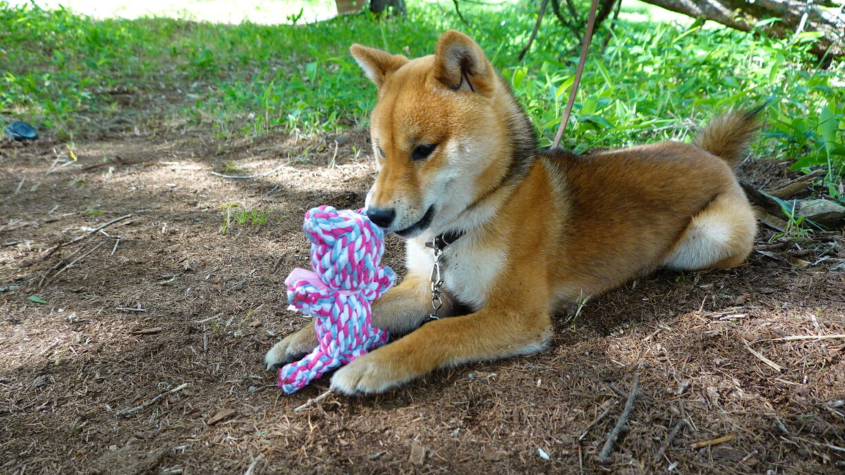 ランプの宿　高峰温泉　こむぎにプレゼント