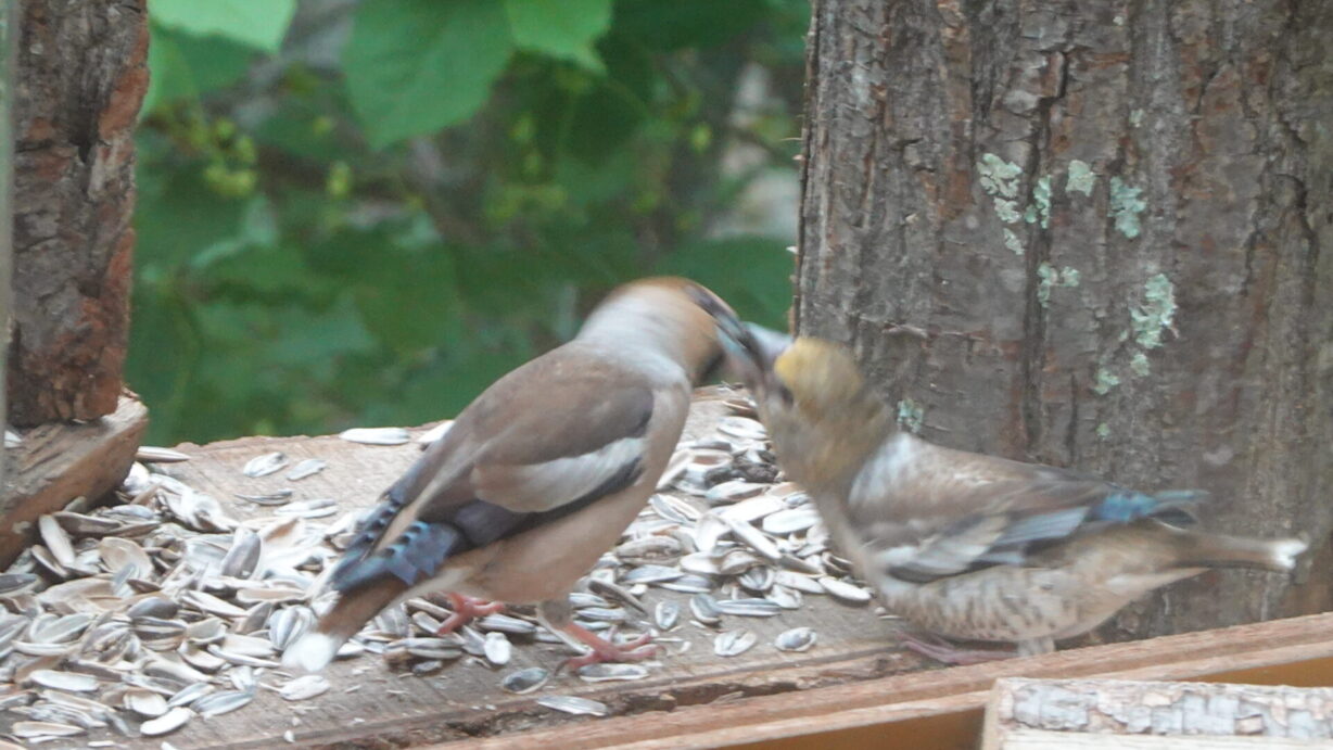 ランプの宿　高峰温泉　シメの子育て