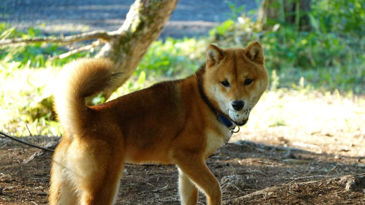 ランプの宿　高峰温泉　　半年