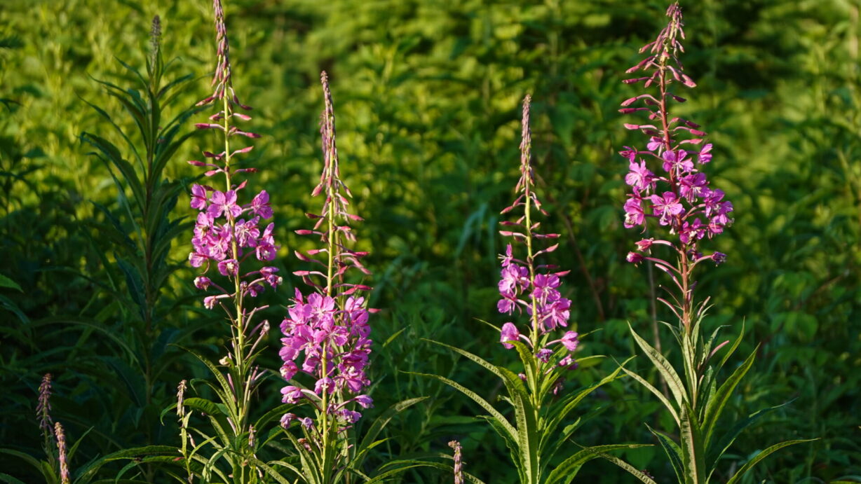 ランプの宿　高峰温泉　夏の花たち