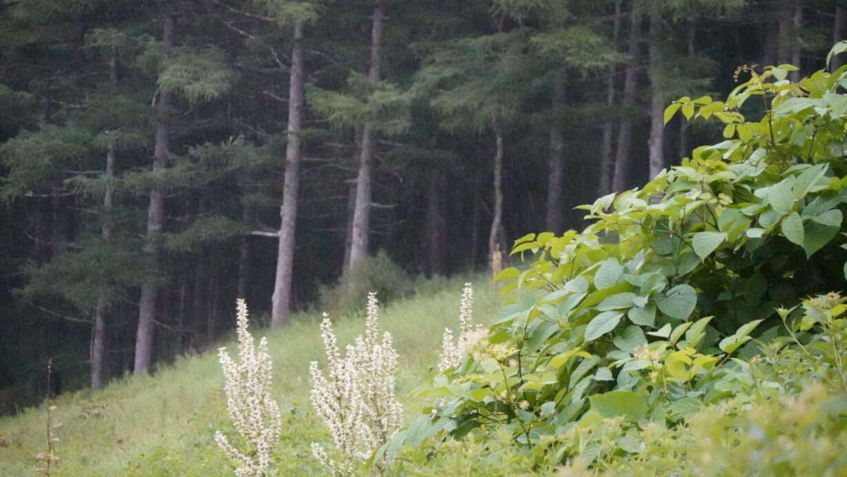 ランプの宿　高峰温泉　　朝霧