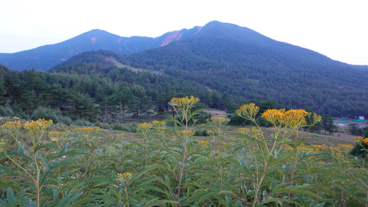 ランプの宿　高峰温泉　秋の花