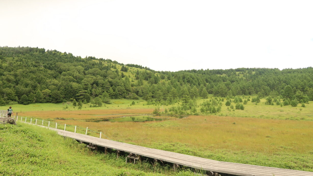 ランプの宿　高峰温泉　鹿の食害