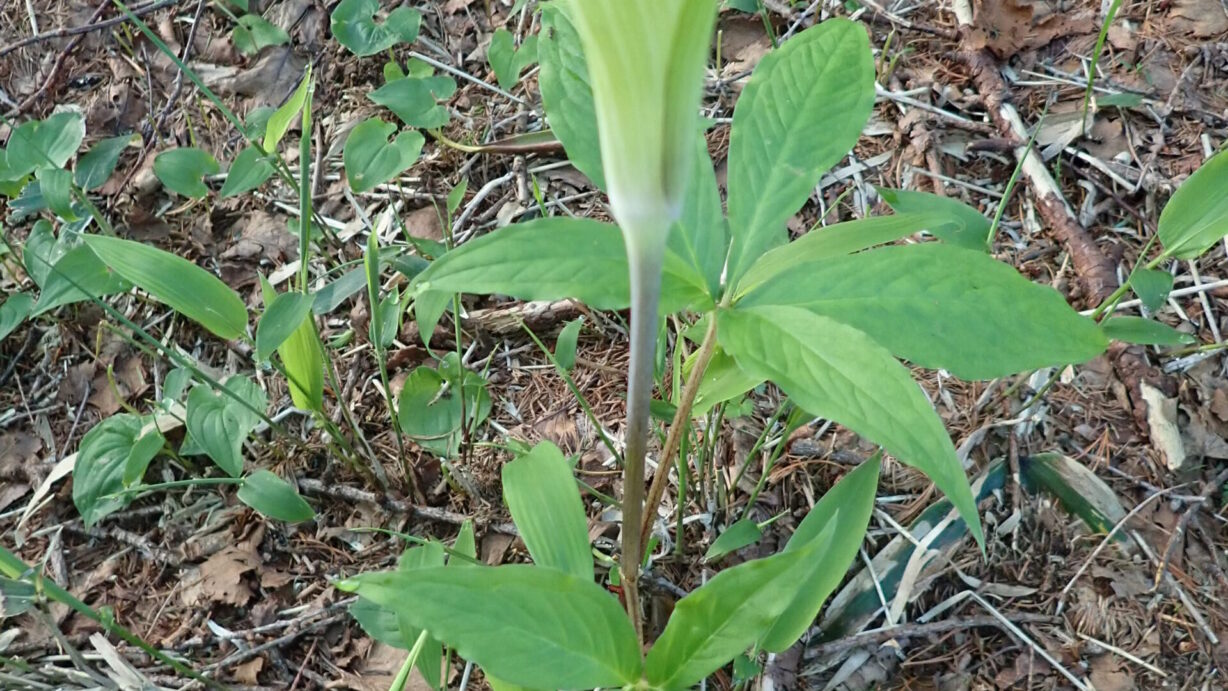 ランプの宿　高峰温泉　マムシグサ