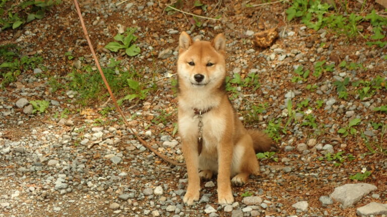 ランプの宿　高峰温泉　こむぎ