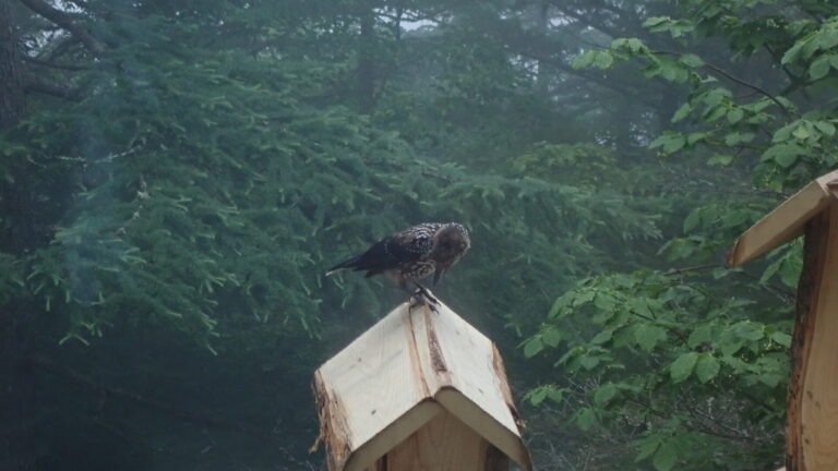 ランプの宿　高峰温泉　ホシガラスの子供