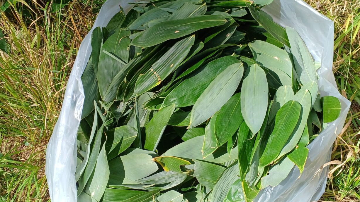 ランプの宿　高峰温泉　クマ笹茶作り