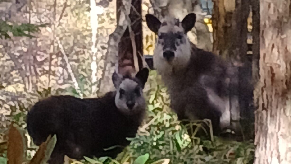 ランプの宿　高峰温泉　ニホンカモシカ