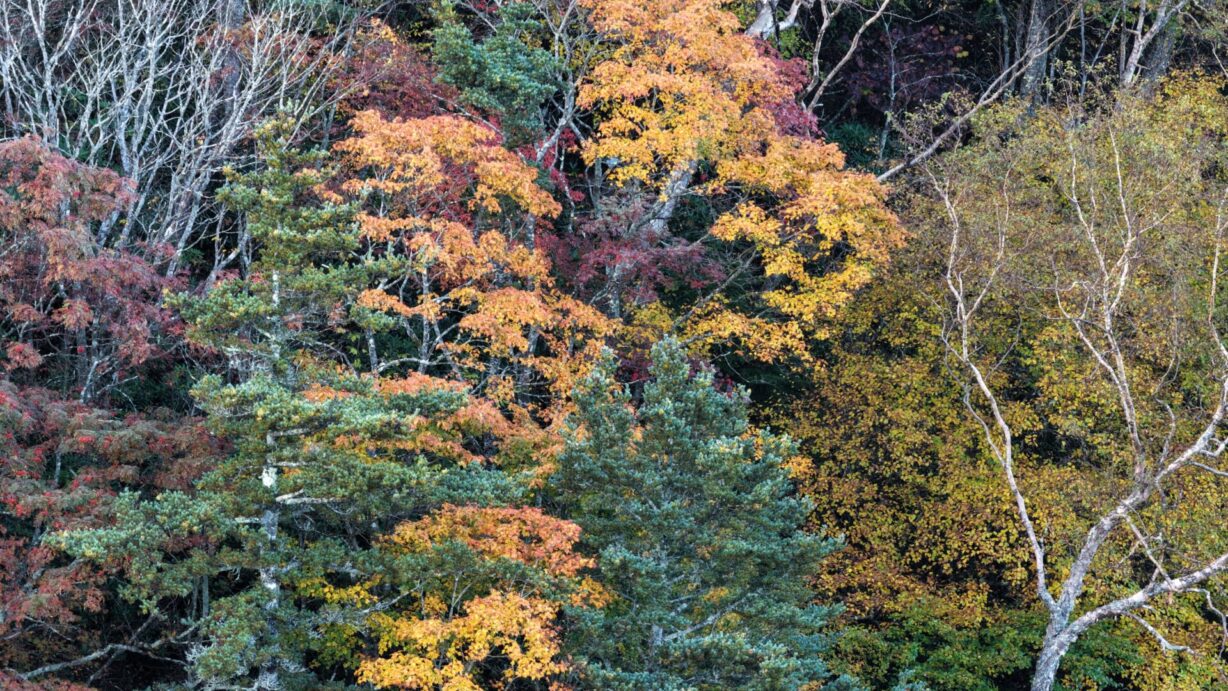 ランプの宿　高峰温泉　高峯山の紅葉