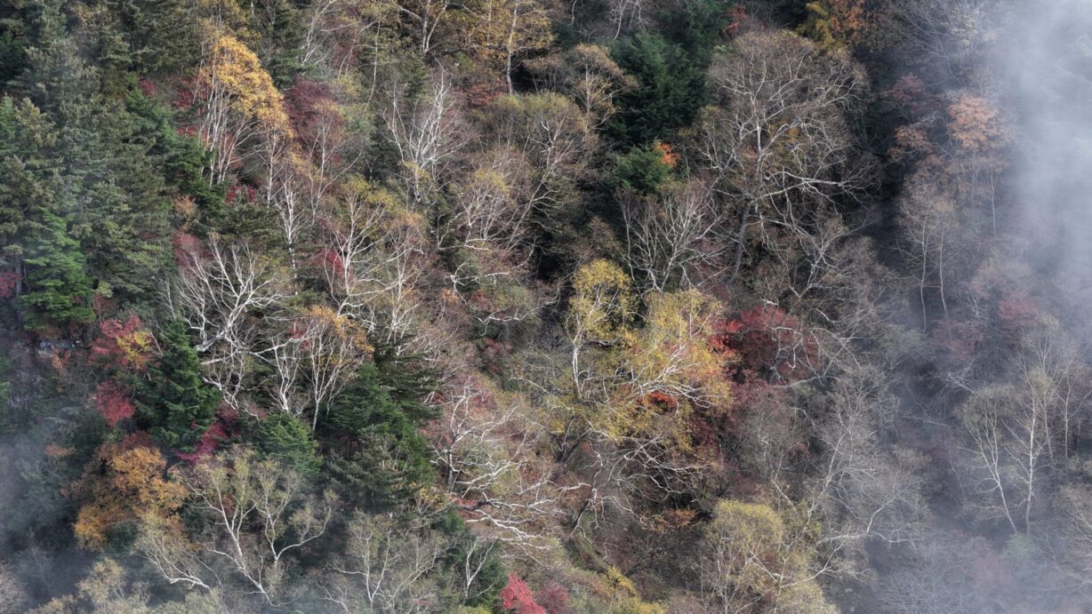 ランプの宿高峰温泉　紅葉