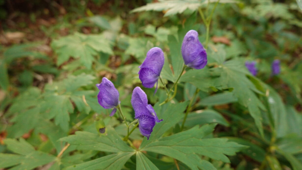 ランプの宿　高峰温泉　ハクサントリカブト