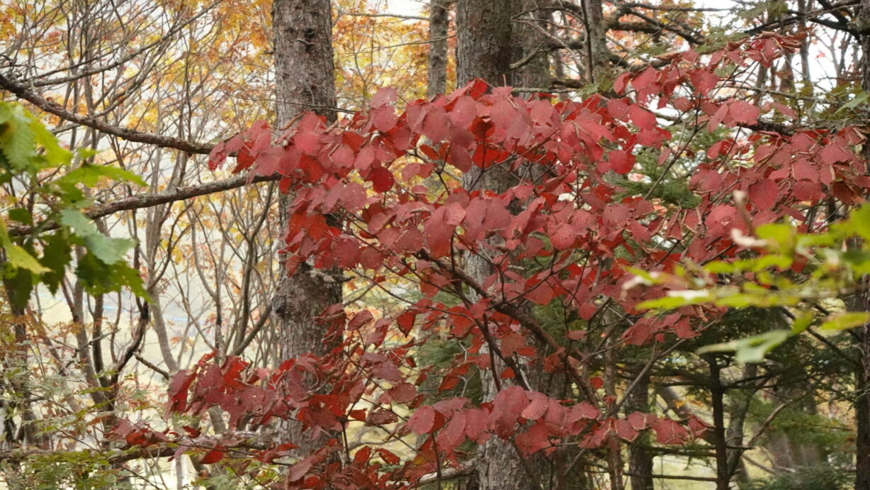 ランプの宿　高峰温泉　紅葉情報