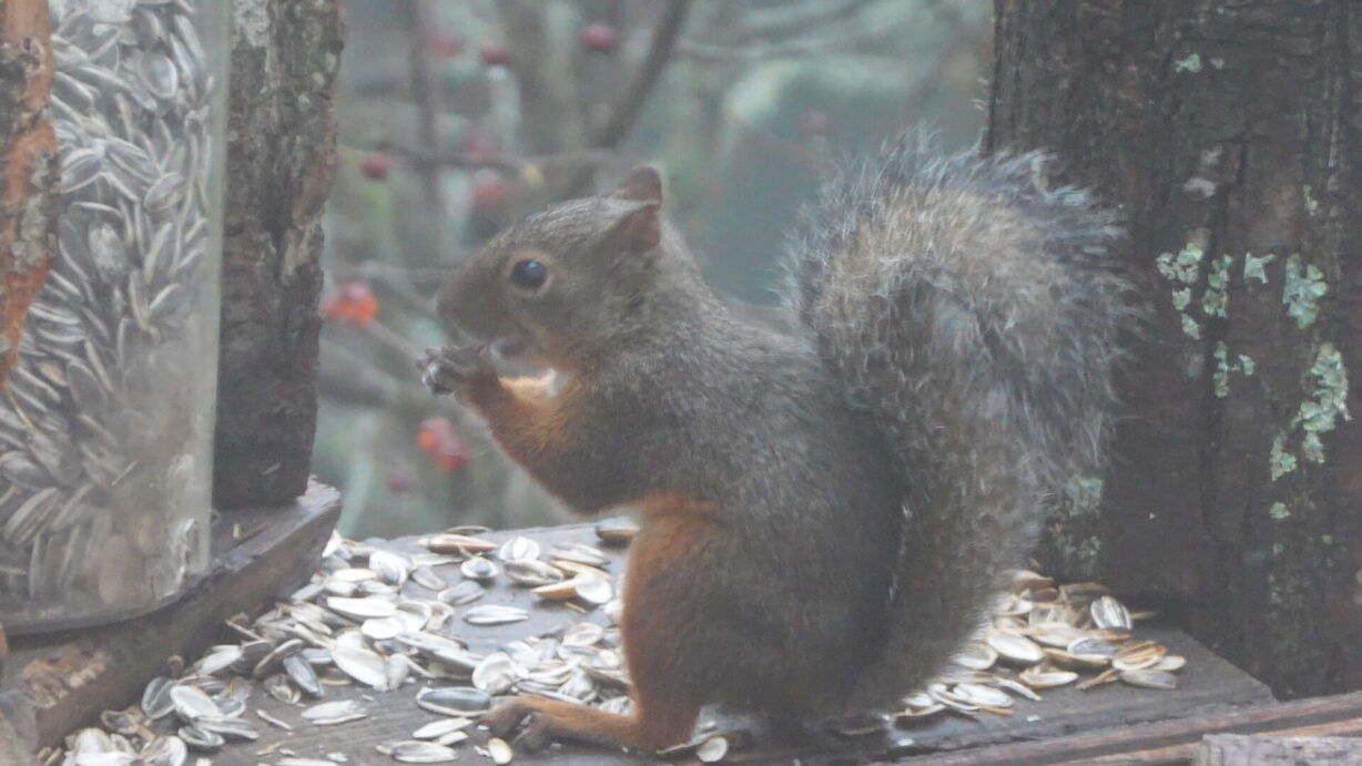 ランプの宿　高峰温泉　　　リス