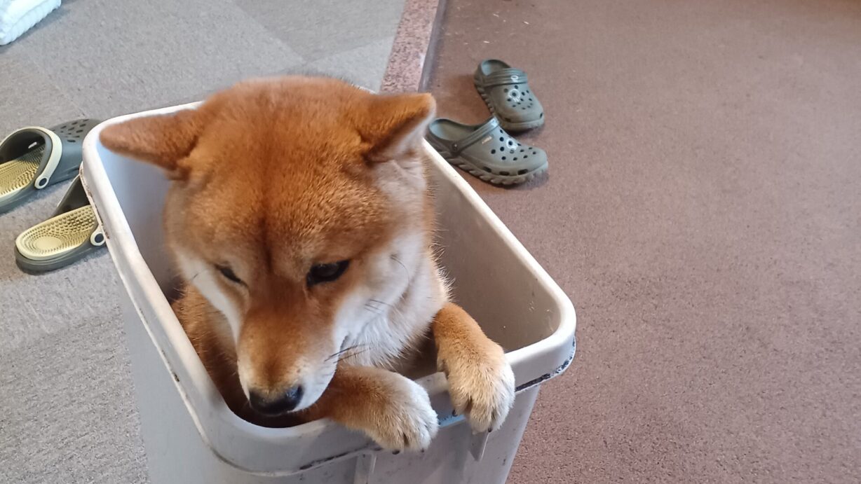 ランプの宿　高峰温泉　こむぎ