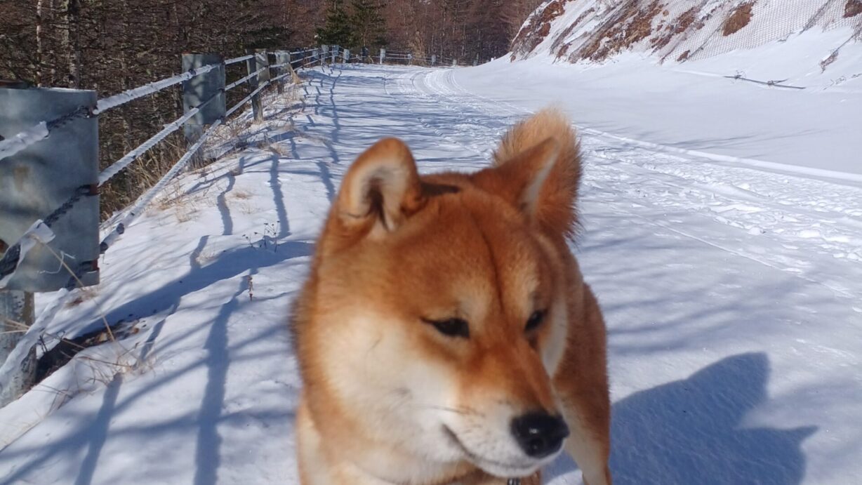 ランプの宿　高峰温泉　新年