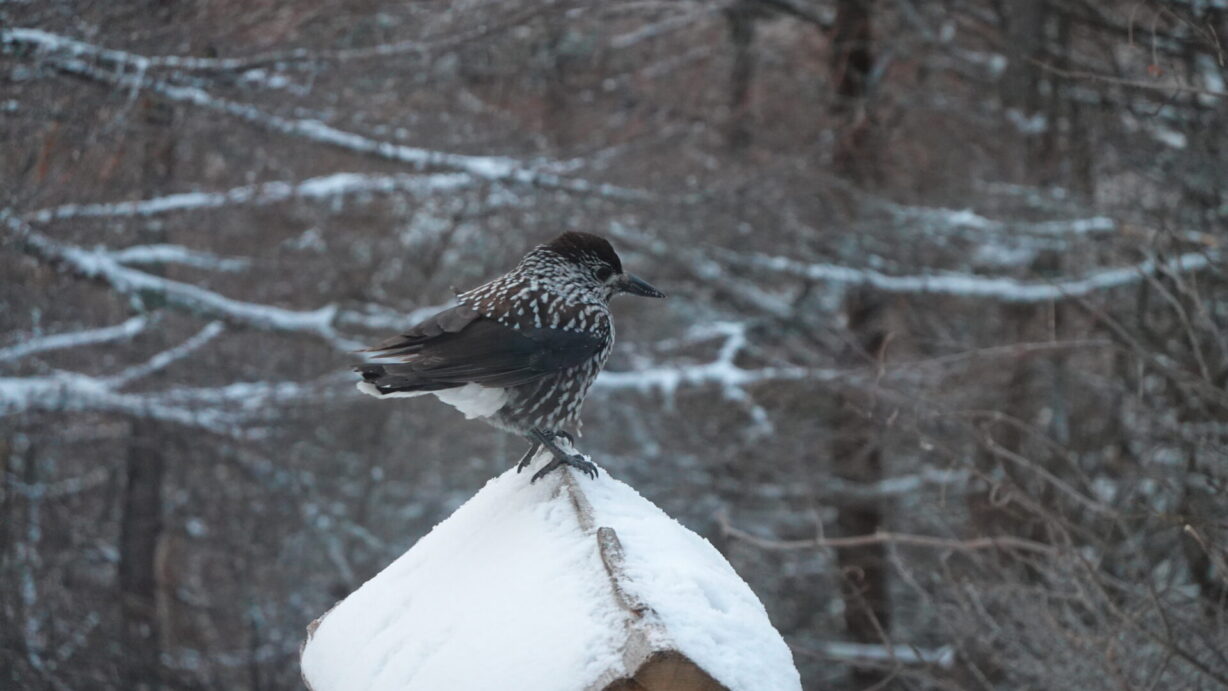 ランプの宿　高峰温泉　ホシガラス