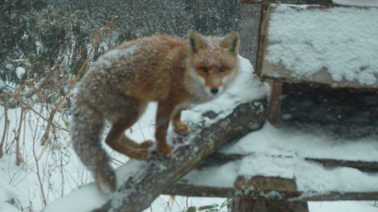 ランプの宿　高峰温泉　こむぎの兄弟？