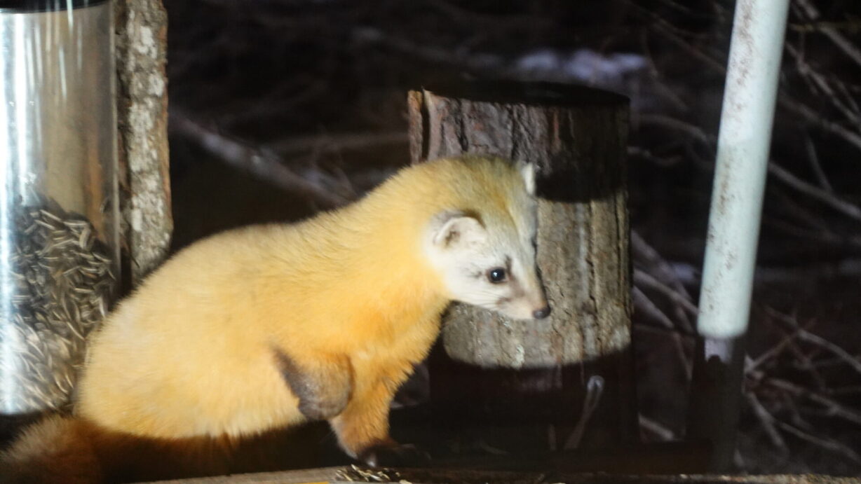 ランプの宿　高峰温泉　愛嬌者のテン