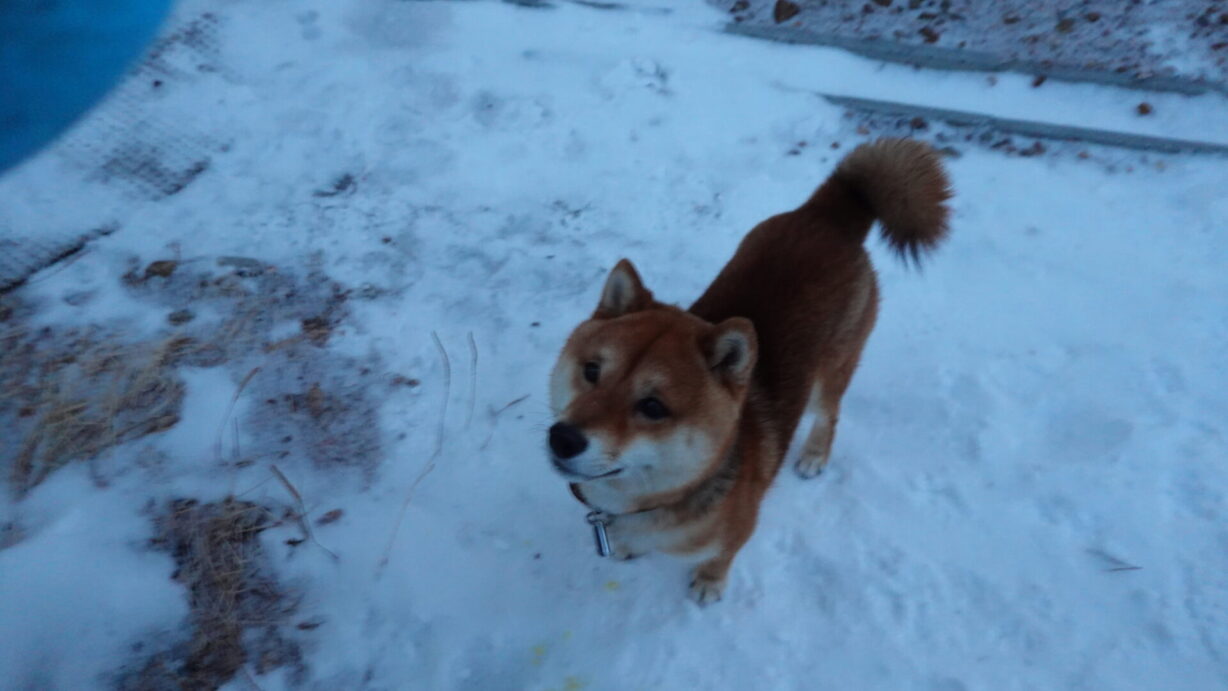 ランプの宿　高峰温泉　小番頭